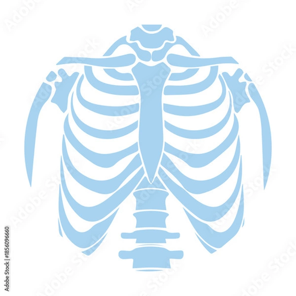 Obraz Human Rib Cage Illustration