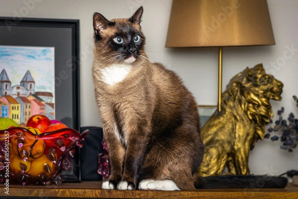 Fototapeta cat portrait