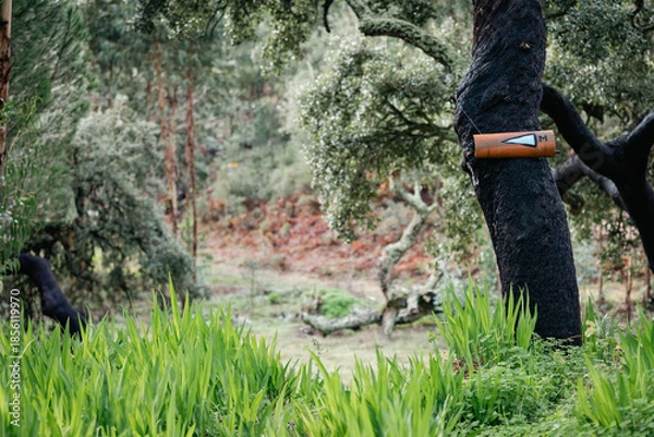 Obraz mando sign in the tree