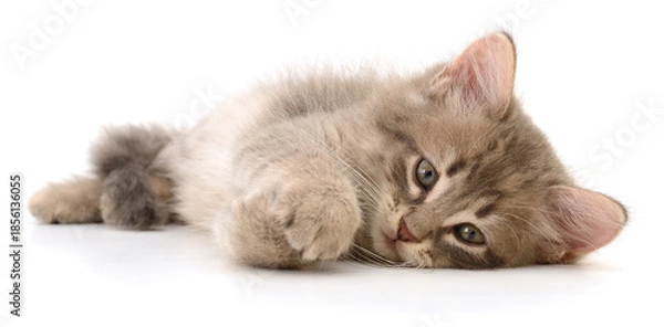 Obraz Cute fluffy kitten lying isolated on white