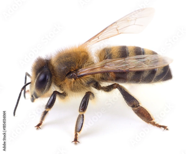 Obraz Honey bee isolated on white background