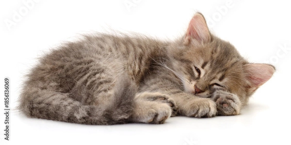 Obraz Sleeping grey kitten isolated on white background