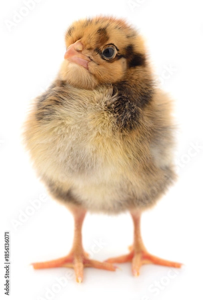 Obraz One little chick isolated on white background