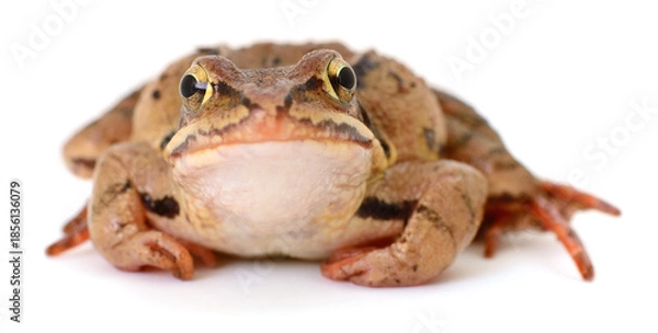 Obraz Brown frog looking at camera isolated on white