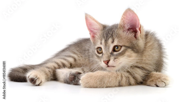 Obraz Grey tabby kitten lying isolated on white background