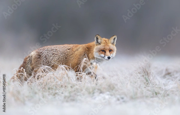 Fototapeta Red fox ( Vulpes vulpes ) in winter scenery