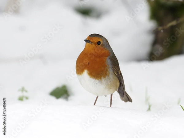 Fototapeta Robin,  Erithacus rubecula