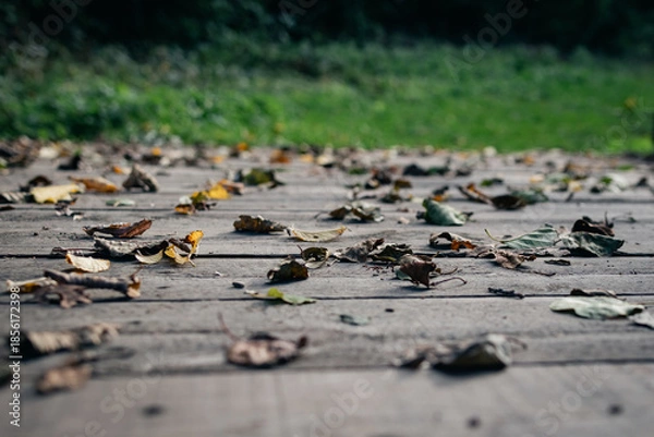 Fototapeta dry leafs on th walking bridge
