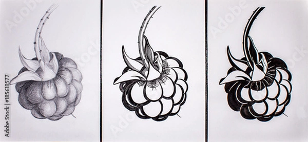 Fototapeta raspberry is drawn in pencil and ink in three variants