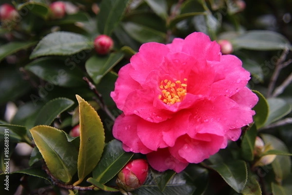 Obraz 赤い山茶花の花