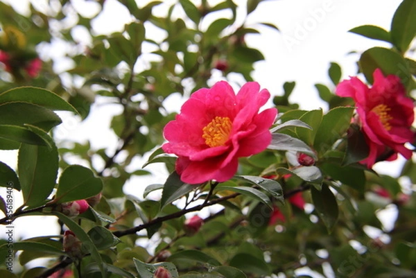 Obraz 赤い山茶花の花
