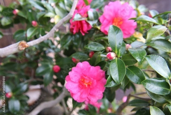 Obraz 赤い山茶花の花