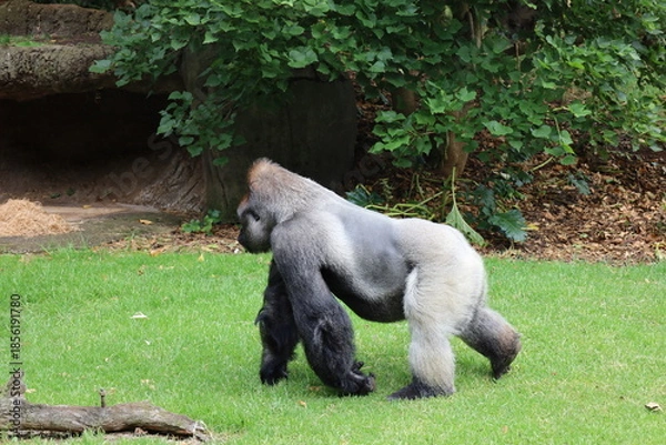 Obraz silverback gorilla