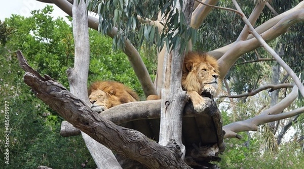 Obraz two male lions lying on an outlook