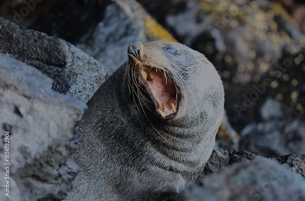 Obraz roaring sea lion