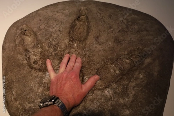 Obraz human hand on a moa footprint