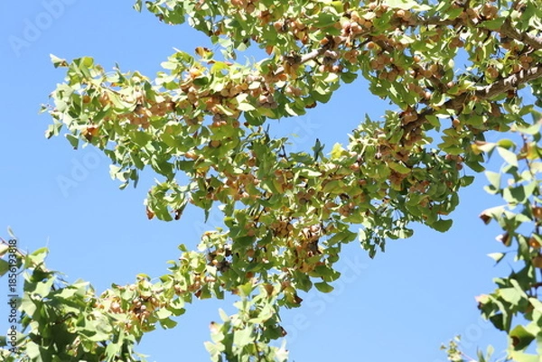 Obraz 銀杏の実がなる風景
