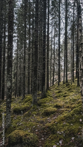 Obraz pine forest in autumn