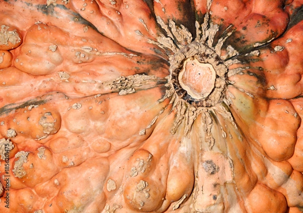 Obraz Bumpy Orange Pumpkin