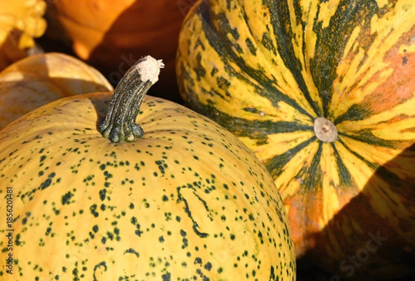 Obraz Colorful Pumpkins
