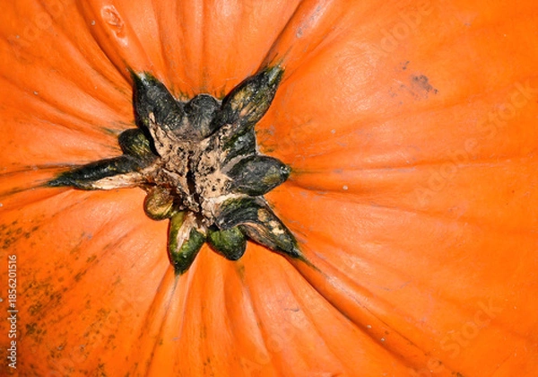 Obraz Orange Pumpkin Closeup