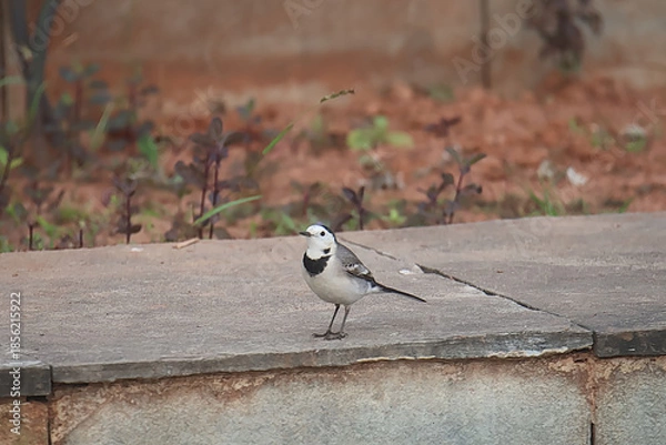 Obraz White Wagtail