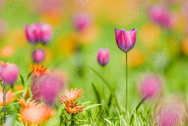 Obraz 爽やかな春のイメージ