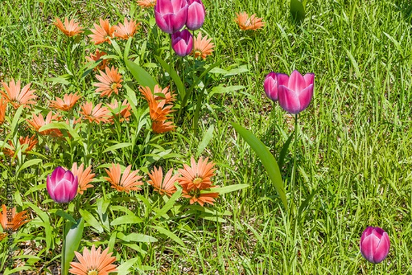 Obraz 爽やかな春のイメージ