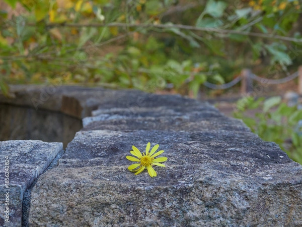 Obraz 公園の石垣の上にある小さい黄色い花