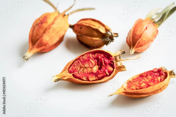 Obraz クチナシの実　白背景