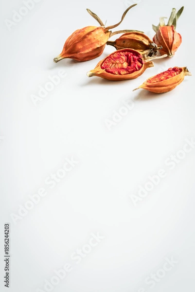 Obraz クチナシの実　白背景
