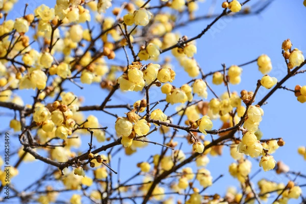 Obraz ロウバイ「ソシンロウバイ」　Wintersweet 'Soshin'
