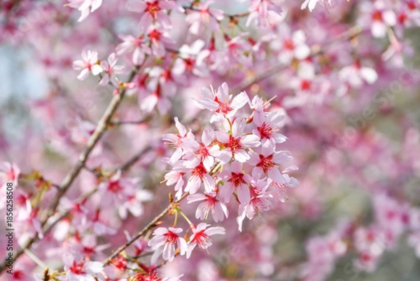 Obraz オカメ桜　Okame cherry blossom