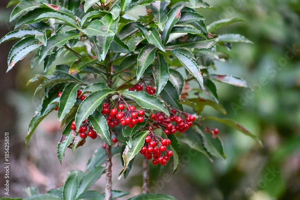 Obraz マンリョウ　Coralberry