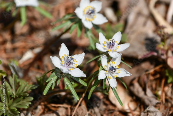 Obraz 節分草　Eranthis pinnatifida