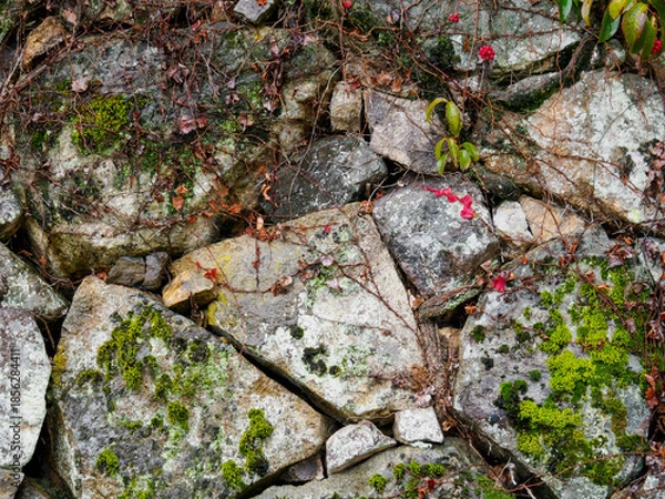 Fototapeta 雨の中、兵庫県豊岡市の出石町、出石城址を歩く