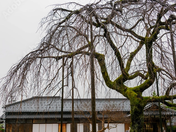 Fototapeta 雨の中、兵庫県豊岡市の出石町、出石城址を歩く