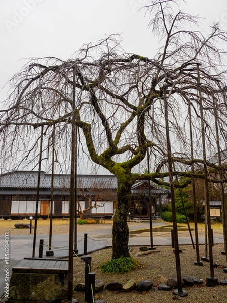 Fototapeta 雨の中、兵庫県豊岡市出石町を散策