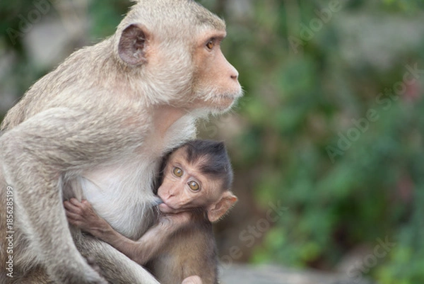 Obraz 可愛いサル