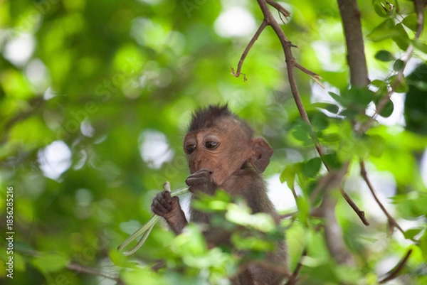 Obraz 可愛いサル