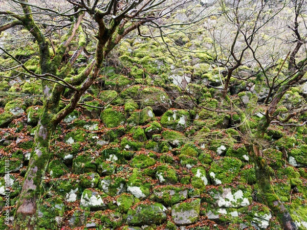 Fototapeta 雨の中、兵庫県豊岡市の出石町、出石城址を歩く