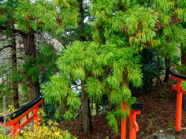 Fototapeta 雨の中、兵庫県豊岡市の出石町、出石城址を歩く