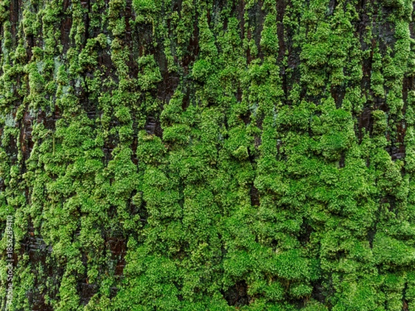 Fototapeta 雨の中、兵庫県豊岡市の出石町、出石城址を歩く