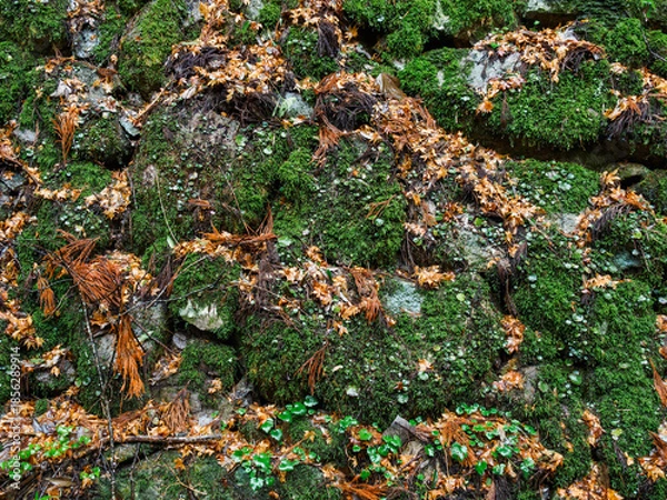 Fototapeta 雨の中、兵庫県豊岡市の出石町、出石城址を歩く