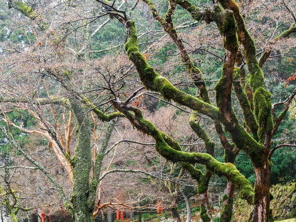 Fototapeta 雨の中、兵庫県豊岡市の出石町、出石城址を歩く