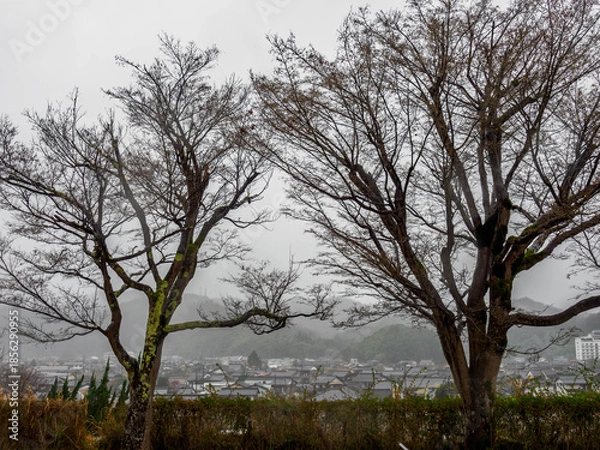 Fototapeta 雨の中、兵庫県豊岡市の出石町、出石城址を歩く