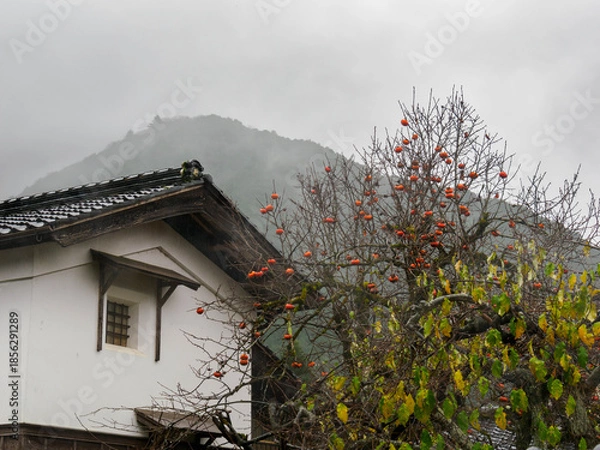 Fototapeta 雨の中、兵庫県豊岡市出石町を散策