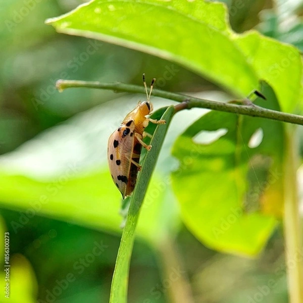 Obraz Macro beetle resting on leaf