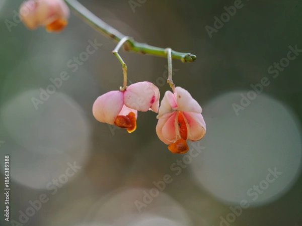 Obraz マユミの割れた果実
