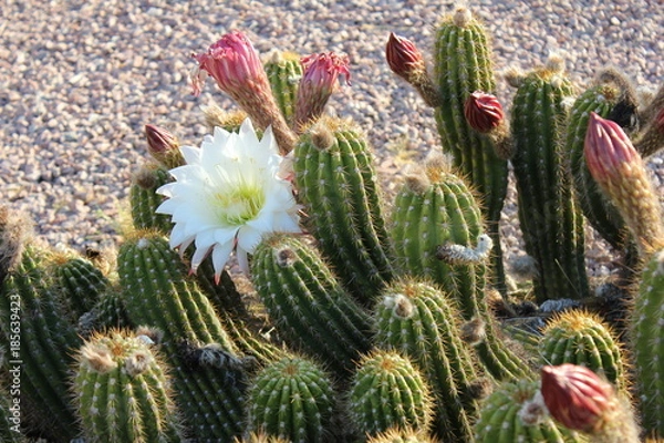 Fototapeta High-desert mountains in the north to subtropical desert lowlands in the south, Arizona presents a variety of discrete desert ecosystems, each providing habitat for numerous species of cacti. Cactus.